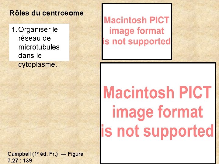 Rôles du centrosome 1. Organiser le réseau de microtubules dans le cytoplasme. Campbell (1 Rôles du centrosome 1. Organiser le réseau de microtubules dans le cytoplasme. Campbell (1