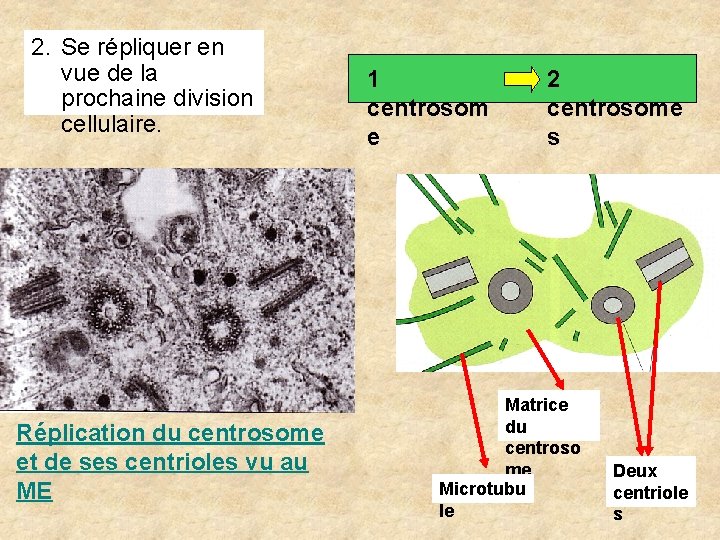 2. Se répliquer en vue de la prochaine division cellulaire. Réplication du centrosome et 2. Se répliquer en vue de la prochaine division cellulaire. Réplication du centrosome et
