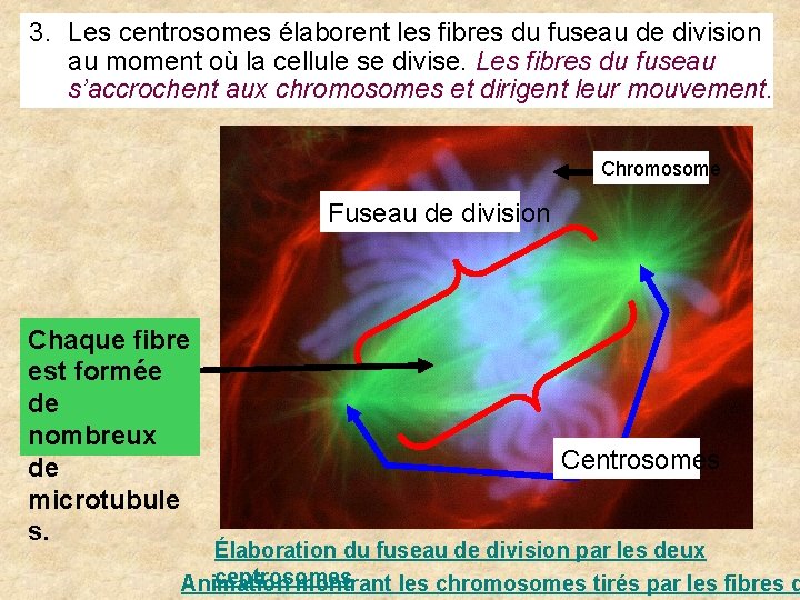 3. Les centrosomes élaborent les fibres du fuseau de division au moment où la 3. Les centrosomes élaborent les fibres du fuseau de division au moment où la