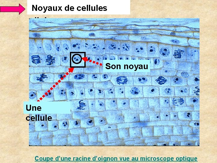 Noyaux de cellules d’oignon Son noyau Une cellule Coupe d’une racine d’oignon vue au Noyaux de cellules d’oignon Son noyau Une cellule Coupe d’une racine d’oignon vue au