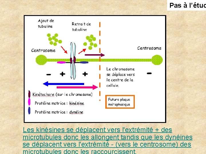 Pas à l’étud Les kinésines se déplacent vers l'extrémité + des microtubules donc les Pas à l’étud Les kinésines se déplacent vers l'extrémité + des microtubules donc les