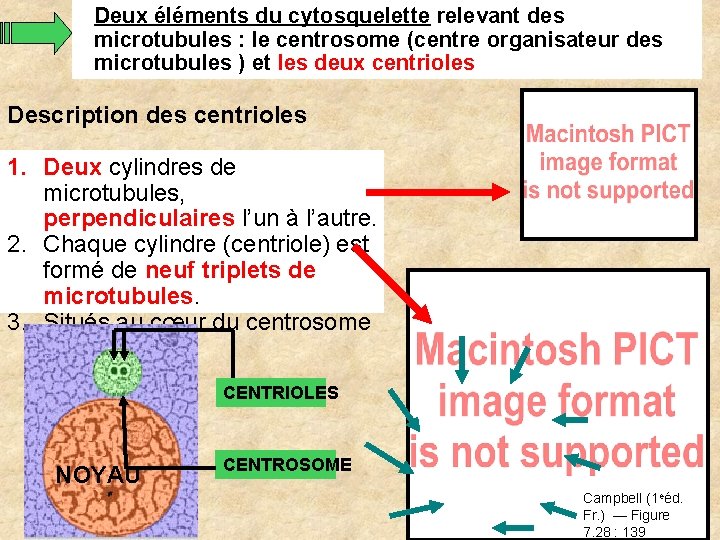 Deux éléments du cytosquelette relevant des microtubules : le centrosome (centre organisateur des microtubules Deux éléments du cytosquelette relevant des microtubules : le centrosome (centre organisateur des microtubules