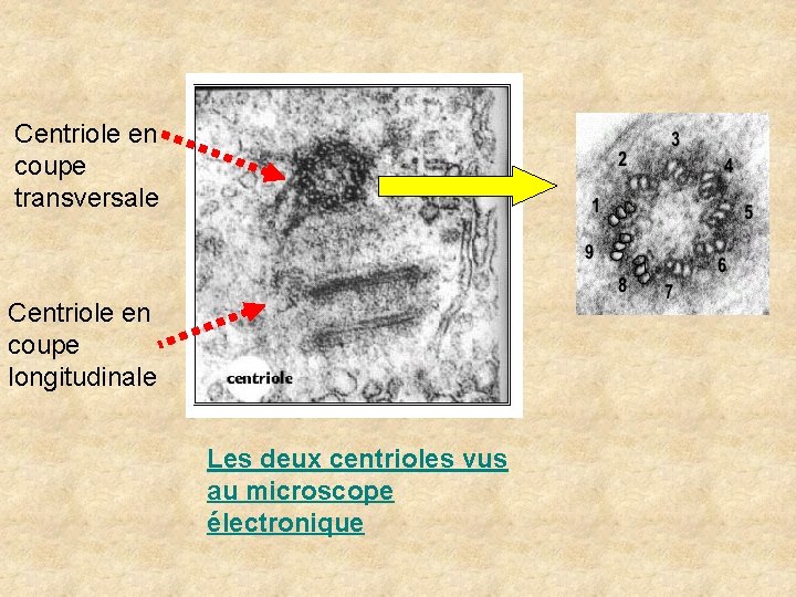 Centriole en coupe transversale Centriole en coupe longitudinale Les deux centrioles vus au microscope Centriole en coupe transversale Centriole en coupe longitudinale Les deux centrioles vus au microscope