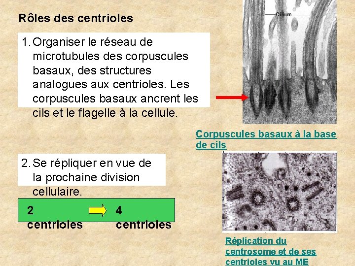 Rôles des centrioles 1. Organiser le réseau de microtubules des corpuscules basaux, des structures Rôles des centrioles 1. Organiser le réseau de microtubules des corpuscules basaux, des structures