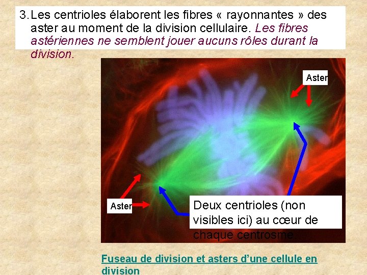 3. Les centrioles élaborent les fibres « rayonnantes » des aster au moment de 3. Les centrioles élaborent les fibres « rayonnantes » des aster au moment de