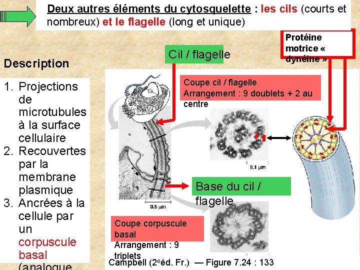 Deux autres éléments du cytosquelette : les cils (courts et nombreux) et le flagelle Deux autres éléments du cytosquelette : les cils (courts et nombreux) et le flagelle