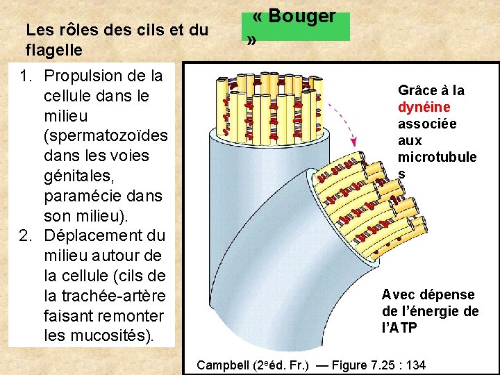 Les rôles des cils et du flagelle 1. Propulsion de la cellule dans le Les rôles des cils et du flagelle 1. Propulsion de la cellule dans le