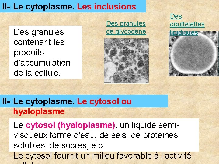 II- Le cytoplasme. Les inclusions Des granules contenant les produits d’accumulation de la cellule. II- Le cytoplasme. Les inclusions Des granules contenant les produits d’accumulation de la cellule.