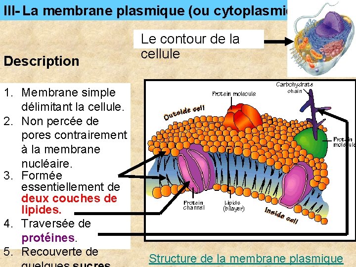 III- La membrane plasmique (ou cytoplasmique) Description 1. Membrane simple délimitant la cellule. 2. III- La membrane plasmique (ou cytoplasmique) Description 1. Membrane simple délimitant la cellule. 2.