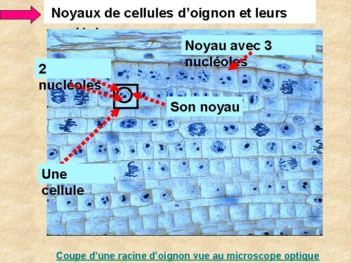 Noyaux de cellules d’oignon et leurs nucléoles Noyau avec 3 nucléoles 2 nucléoles Son Noyaux de cellules d’oignon et leurs nucléoles Noyau avec 3 nucléoles 2 nucléoles Son