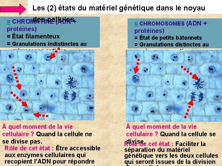 Les (2) états du matériel génétique dans le noyau des cellules = CHROMATINE (ADN Les (2) états du matériel génétique dans le noyau des cellules = CHROMATINE (ADN