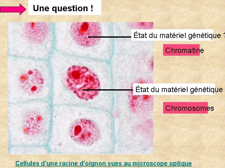 Une question ! État du matériel génétique ? Chromatine État du matériel génétique ? Une question ! État du matériel génétique ? Chromatine État du matériel génétique ?