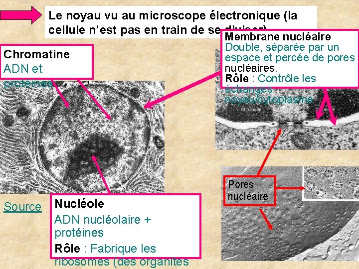 Le noyau vu au microscope électronique (la cellule n’est pas en train de se Le noyau vu au microscope électronique (la cellule n’est pas en train de se