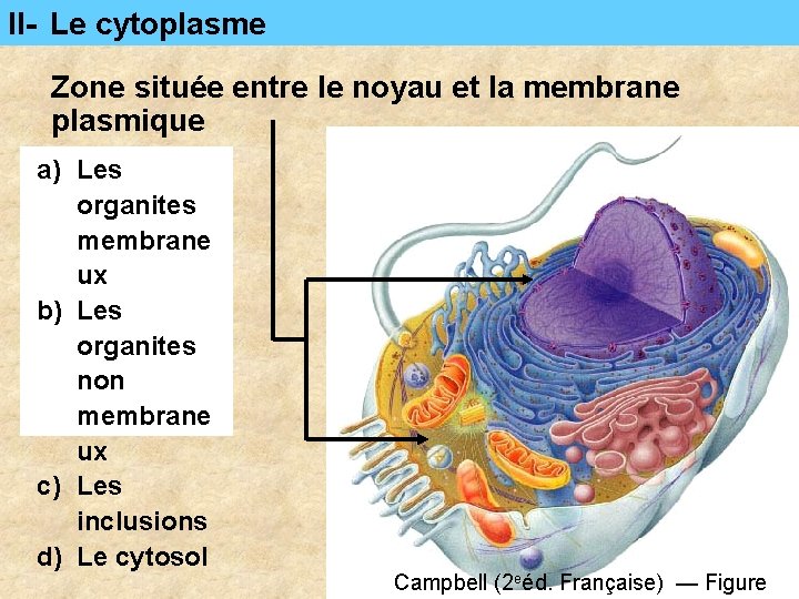 II- Le cytoplasme Zone située entre le noyau et la membrane plasmique a) Les II- Le cytoplasme Zone située entre le noyau et la membrane plasmique a) Les