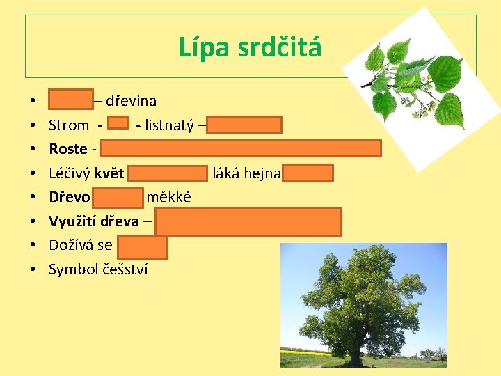 Lípa srdčitá • • Bylina – dřevina Strom - keř - listnatý – jehličnatý