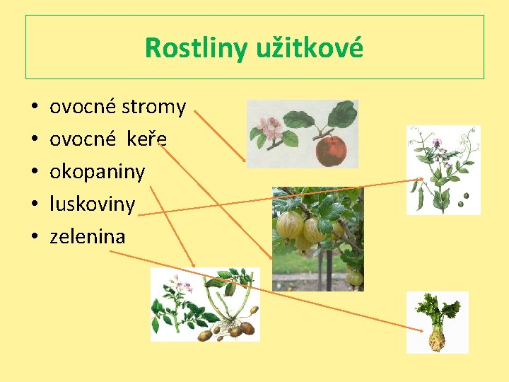 Rostliny užitkové • • • ovocné stromy ovocné keře okopaniny luskoviny zelenina 