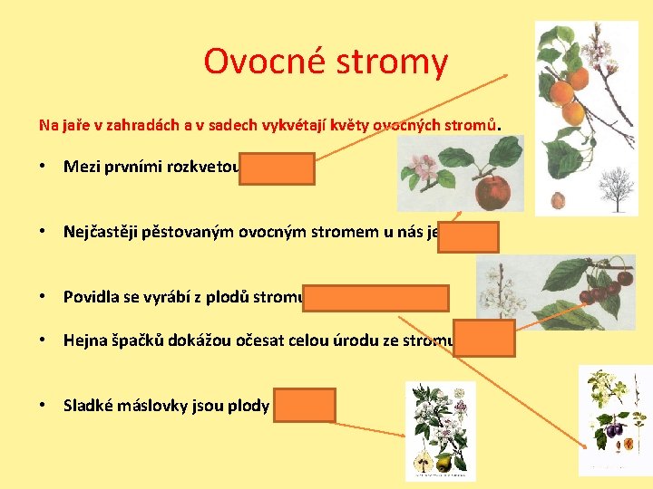 Ovocné stromy Na jaře v zahradách a v sadech vykvétají květy ovocných stromů. •