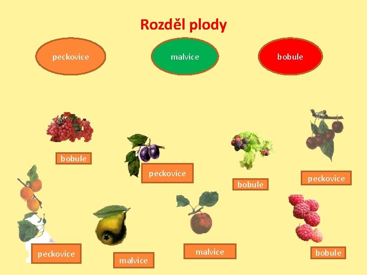 Rozděl plody peckovice malvice bobule peckovice malvice peckovice bobule 