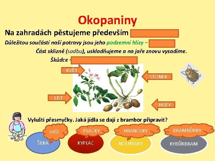 Okopaniny Na zahradách pěstujeme především lilek brambor. Důležitou součástí naší potravy jsou jeho podzemní