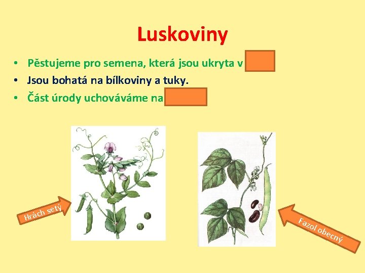 Luskoviny • Pěstujeme pro semena, která jsou ukryta v lusku. • Jsou bohatá na