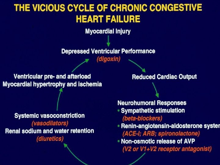 The Vicious Cycle of Chronic Congestive Heart Failure 