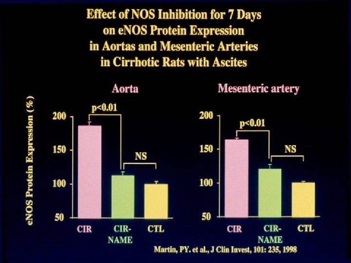 Effect of NOS Inhibition for 7 Days on e. NOS Protein Expression in Aortas