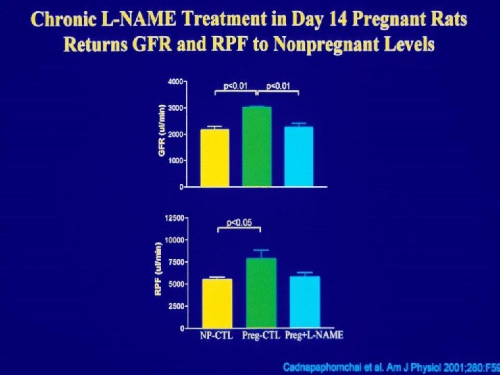Chronic L-NAME Treatment in Day 14 Pregnant Rats Returns GFR and RPF to Nonpregnant