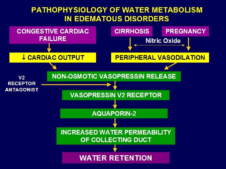 PATHOPHYSIOLOGY OF WATER METABOLISM IN EDEMATOUS DISORDERS CONGESTIVE CARDIAC FAILURE CIRRHOSIS PREGNANCY Nitric Oxide
