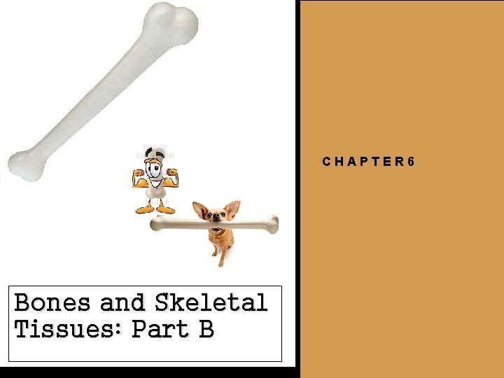 CHAPTER 6 Bones and Skeletal Tissues: Part B 