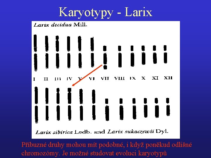 Karyotypy - Larix Příbuzné druhy mohou mít podobné, i když poněkud odlišné chromozómy. Je