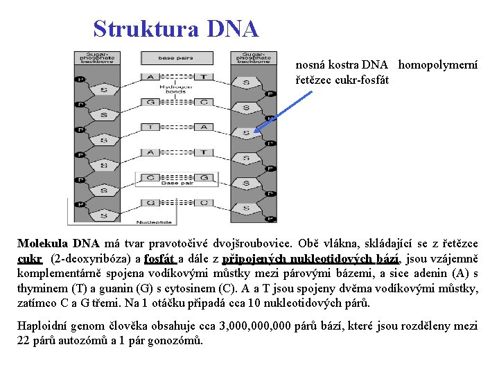 Struktura DNA nosná kostra DNA homopolymerní řetězec cukr-fosfát Molekula DNA má tvar pravotočivé dvojšroubovice.