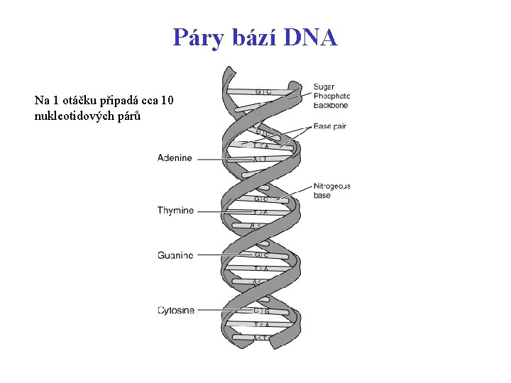 Páry bází DNA Na 1 otáčku připadá cca 10 nukleotidových párů 