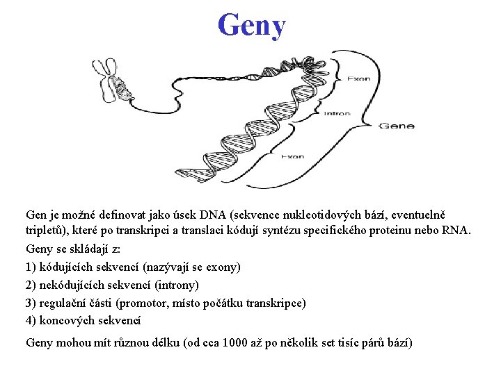 Geny a Gen je možné definovat jako úsek DNA (sekvence nukleotidových bází, eventuelně tripletů),