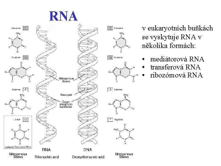 RNA v eukaryotních buňkách se vyskytuje RNA v několika formách: • mediátorová RNA •