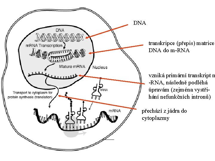 DNA transkripce (přepis) matrice DNA do m-RNA vzniká primární transkript m -RNA, následně podléhá