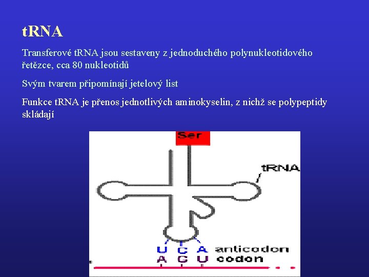 t. RNA Transferové t. RNA jsou sestaveny z jednoduchého polynukleotidového řetězce, cca 80 nukleotidů