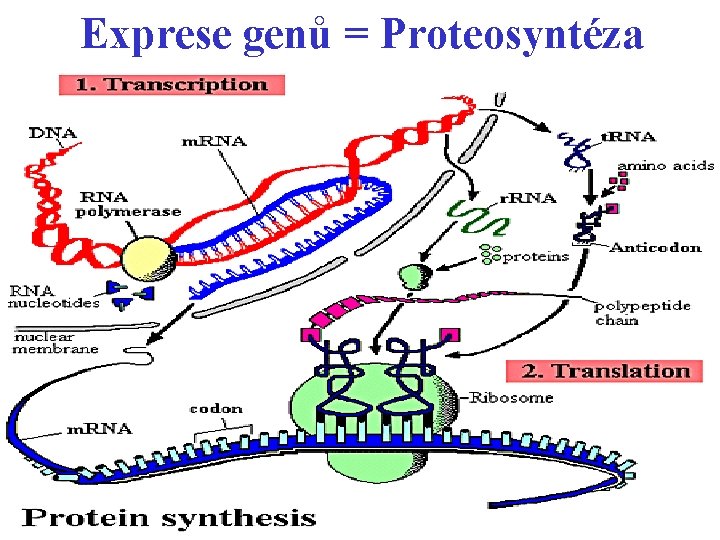 Exprese genů = Proteosyntéza 