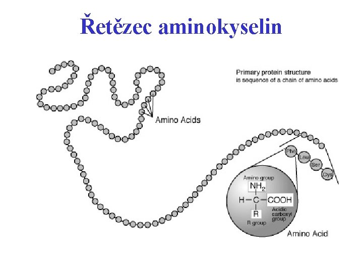 Řetězec aminokyselin 