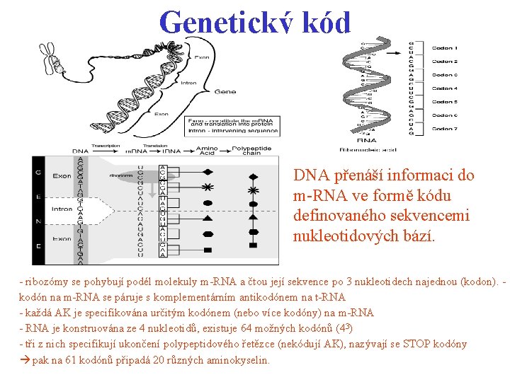 Genetický kód DNA přenáší informaci do m-RNA ve formě kódu definovaného sekvencemi nukleotidových bází.