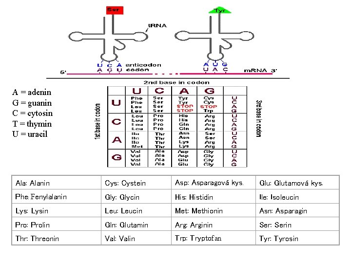 The Genetic Code 2 A = adenin G = guanin C = cytosin T