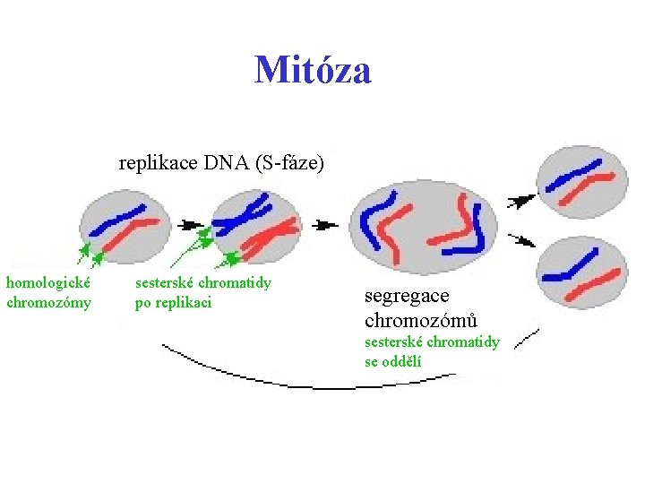 Mitóza aaaaaaaaaaaaa replikace DNA (S-fáze) homologické chromozómy sesterské chromatidy po replikaci aaaaaaa segregace chromozómů