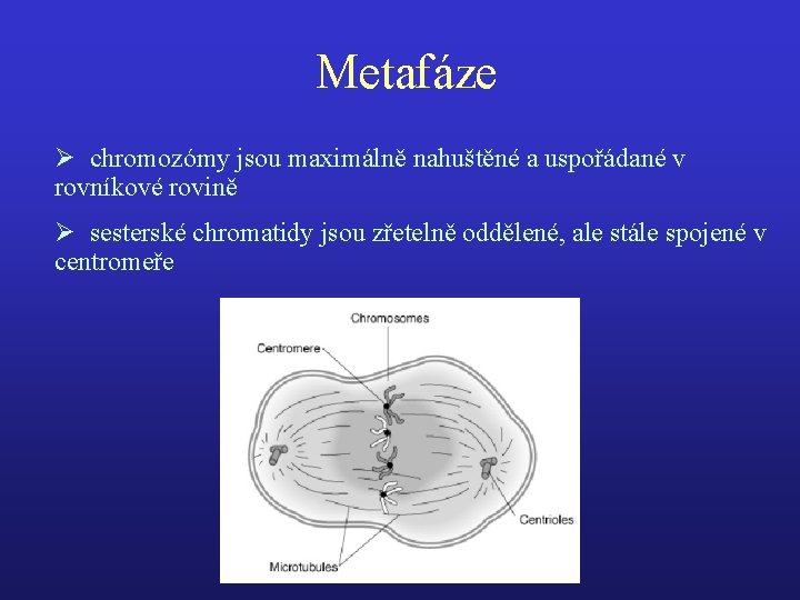 Metafáze Ø chromozómy jsou maximálně nahuštěné a uspořádané v rovníkové rovině Ø sesterské chromatidy