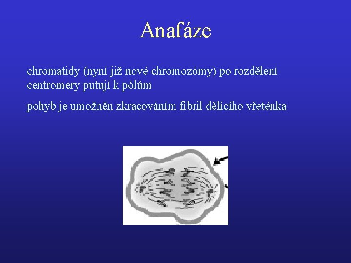 Anafáze chromatidy (nyní již nové chromozómy) po rozdělení centromery putují k pólům pohyb je