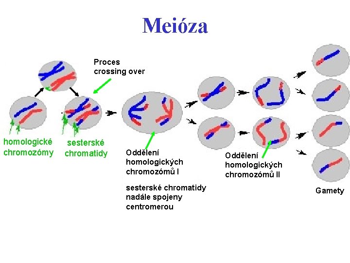 Meióza aaaaaa Proces crossing over A homologické chromozómy sesterské chromatidyi AAAAA Oddělení homologických chromozómů
