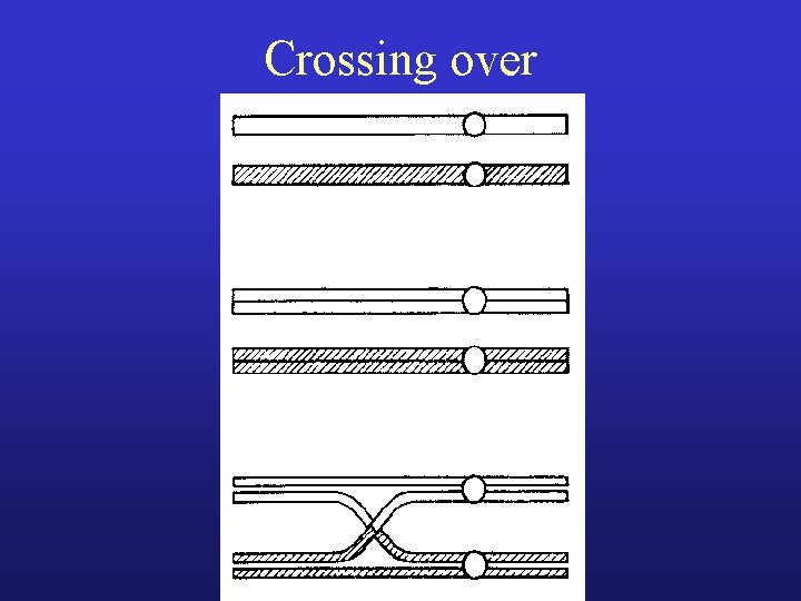 Crossing over 