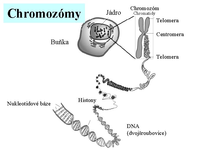 Chromozóm Jádro Chromozómy Chromosome Chromatidy Telomera Centromera Buňka Jaderné Nukleotidové báze Telomera Histony Nukl