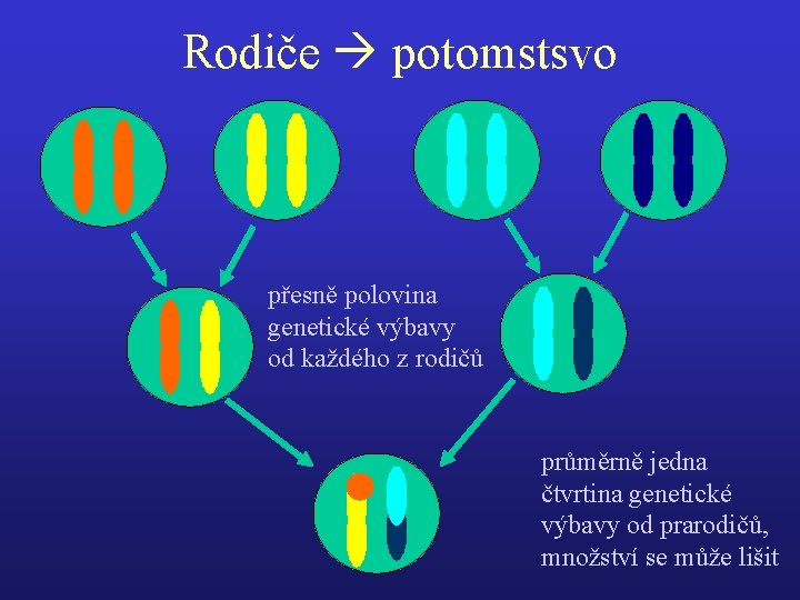 Rodiče potomstsvo přesně polovina genetické výbavy od každého z rodičů průměrně jedna čtvrtina genetické