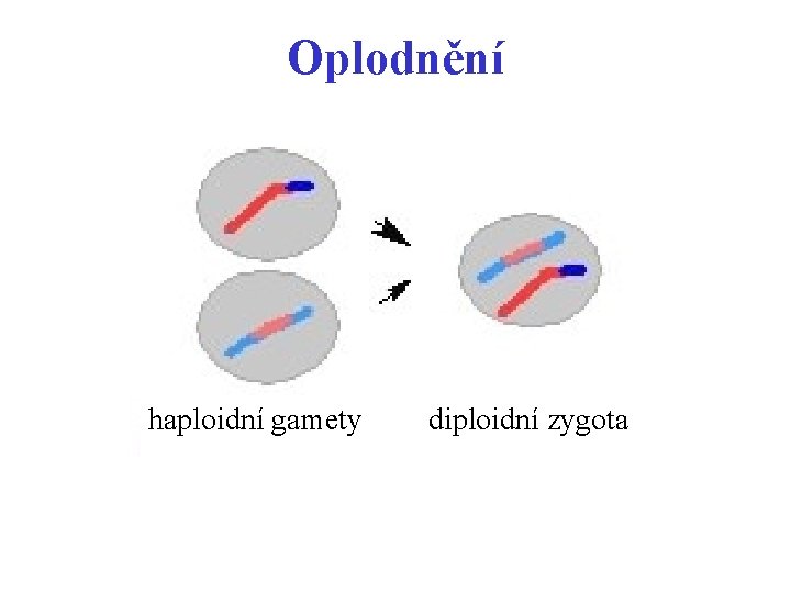 Oplodnění haploidní gamety diploidní zygota 