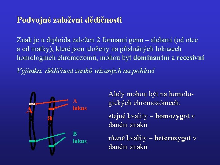 Podvojné založení dědičnosti Znak je u diploida založen 2 formami genu – alelami (od