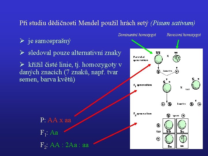 Při studiu dědičnosti Mendel použil hrách setý (Pisum sativum) Ø je samosprašný Dominantní homozygot